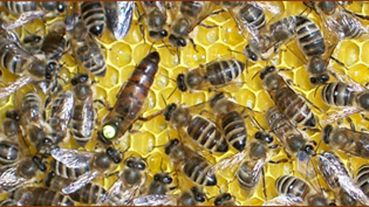 Bienenzuchtverein Längenfeld